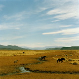 Horses Roaming in a Field, Andes