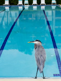 Heron at Pool