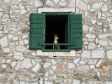 Dog in Window of House in Stari Grad Village