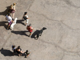 Buy Overhead of Pedestrians Walking Dogs at AllPosters.com