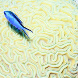 Blue Chromis Damselfish (Blue Chromis) Floating over Giant Brain Coral, Paradise Reef