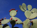 Cactus Detail in Guayadeque Ravine (Barranco De Guayadeque) Northwest of Aguimes