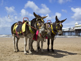 Donkey Rides on Blackpool Beach