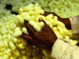 Buy Hands Holding Silk Cocoons at AllPosters.com