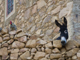 Hen and Donkey, Tizgui, Anti-Atlas Mountains