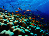 Buy School of Anthias over Brain Coral - Red Sea, Ras Mohammed National Par at AllPosters.com