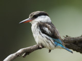 Striped Kingfisher (Halcyon Chelicuti)