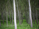 Buy Trees in Forest at AllPosters.com