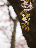 Cherry Blossums (Sakura) Near Shizunai