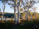 Snowgums Near Lake St Clair