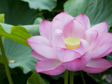 Enormous Lotus Blossom in Shinobazu Pond, Ueno Park