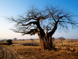 Vehicle Track Beside Baobab Tree, Singida