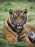 Young Tiger