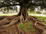 Fig Tree in Queens Park
