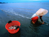 Woman Digs for Crustaceans in Sandy Lagoon on Vietnam's Southern Coast