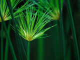 Buy Detail of Tropical Foliage at AllPosters.com