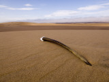 Gemsbok / Oryx Horn on Dune, Kaokoveld, Namib Desert