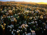 Buy Wildflowers on West Coast at AllPosters.com