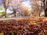 Autumn Colour on Country Road, Near Lake George