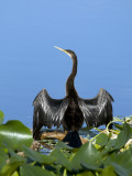 Anhinga