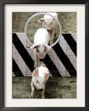 Pigs Compete the Obstacle Race at Pig Olympics Thursday April 14, 2005 in Shanghai, China Framed Photographic Print