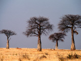 Baobab Trees on Horizon, Singida