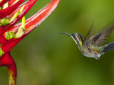Gray-Tailed (White-Throated) Mountain Gem, Female (Lampornis Cinereicauda)