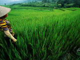 Wet Rice Is Commonly Grown in Terraced Mountain Valleys of Northern Vietnam, Tran Nua