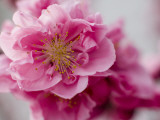 Buy Detail of Cherry Blossom in Koraku-En Park at AllPosters.com