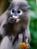 Buy Dusky Langur at Wild Animal Refuge, Baan Talae Nork at AllPosters.com