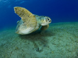 Green Turtle