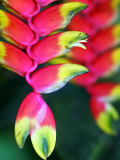 Buy Colourful Shitulli Flower at AllPosters.com