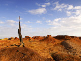 Buy Old Tree Stump in Desert at AllPosters.com