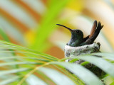 Rufous-Tailed Hummingbird (Amazilia Tzacatl) Sitting in Nest