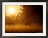 Horses Graze in a Meadow in Early Morning Fog in Langenhagen Near Hanover, Germany, Oct 17, 2006