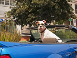 Dog Wearing Goggles, Passenger of Convertible Car on Vanness Avenue