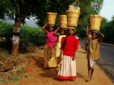 Buy Agricultural Workers with Baskets on Heads at AllPosters.com