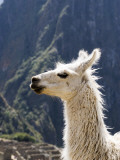 Buy Llama (Lama Glama) at AllPosters.com