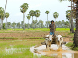 Farmer in Rice Fields North of Phnom Penh