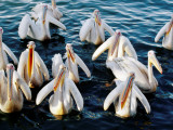 Pelicans on Lake Tana at Mango/Pelican Lake