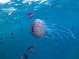 Purple Ocean Jelly Fish, Ras Banas, Red Sea