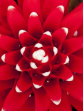 Bromeliad (Aechmea Nidularioides)
