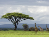 Maasai Giraffe (Giraffa Camelopardalis Tippelskirchi)