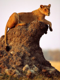 Buy Lioness (Panthera Leo) Watching Surroundings from Termite Mound at AllPosters.com