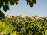 Buy Towers of San Gimignano with Grapevines Producing Vernaccia Di San Gimignano Wine in Foreground at AllPosters.com