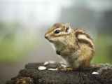Squirrel Eating Nuts at Mount Tengu