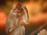 Buy Long-Tailed Macaque at AllPosters.com