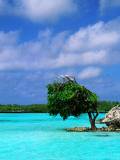 Buy Bird on Treetop in Central Lagoon at AllPosters.com