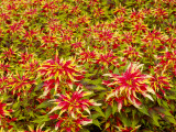 Flowers in Municipal Garden