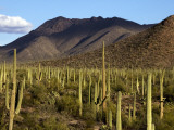 West Unit of Saguaro National Park
